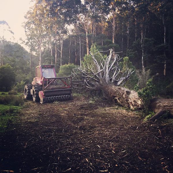 A red tractor is in the middle of a forest