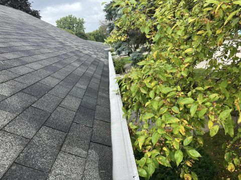 A view looking down along a gray shingled roofline next to an empty white rain gutter and a tree with green leaves.