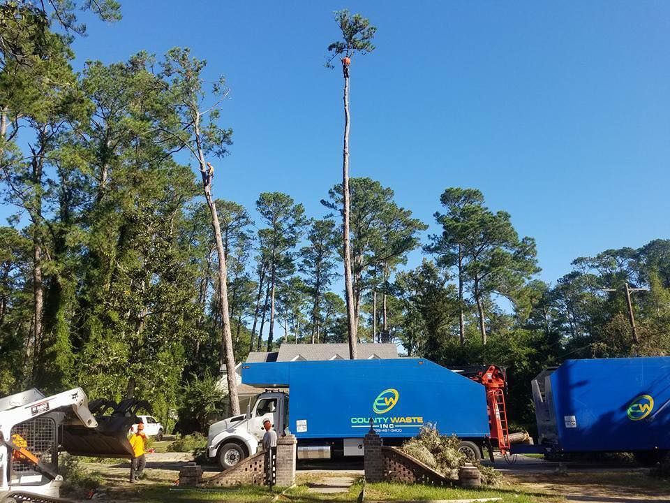 Tree removal crew cutting tall pine trees on a sunny day, using a lift truck and chipper.