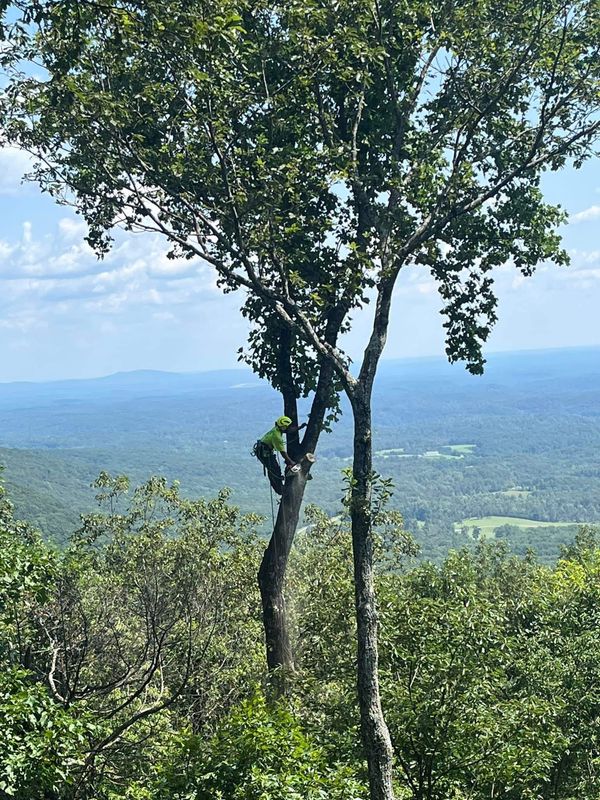 A tree climber in a tree, scenic view in the background.