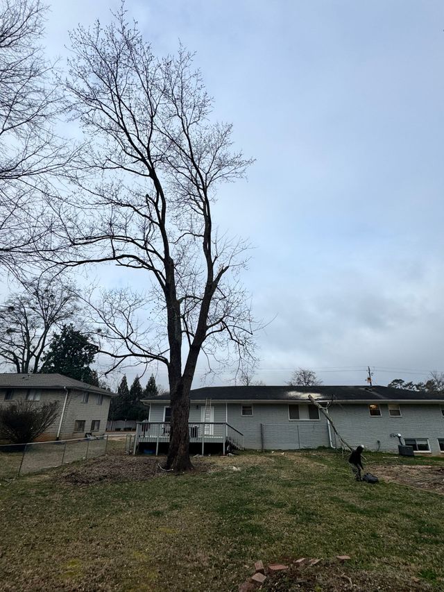 Bare tree in front of a white building on a cloudy day. Green grass in the foreground.