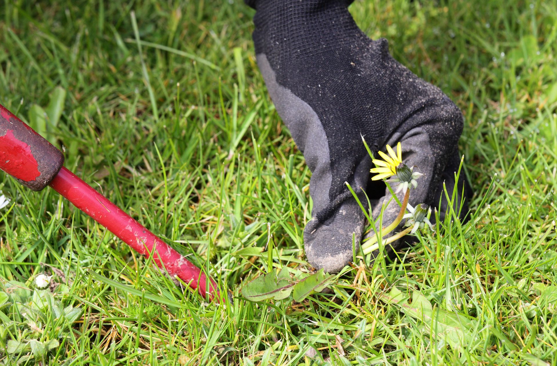 A person is using a rake to remove weeds from a lawn.