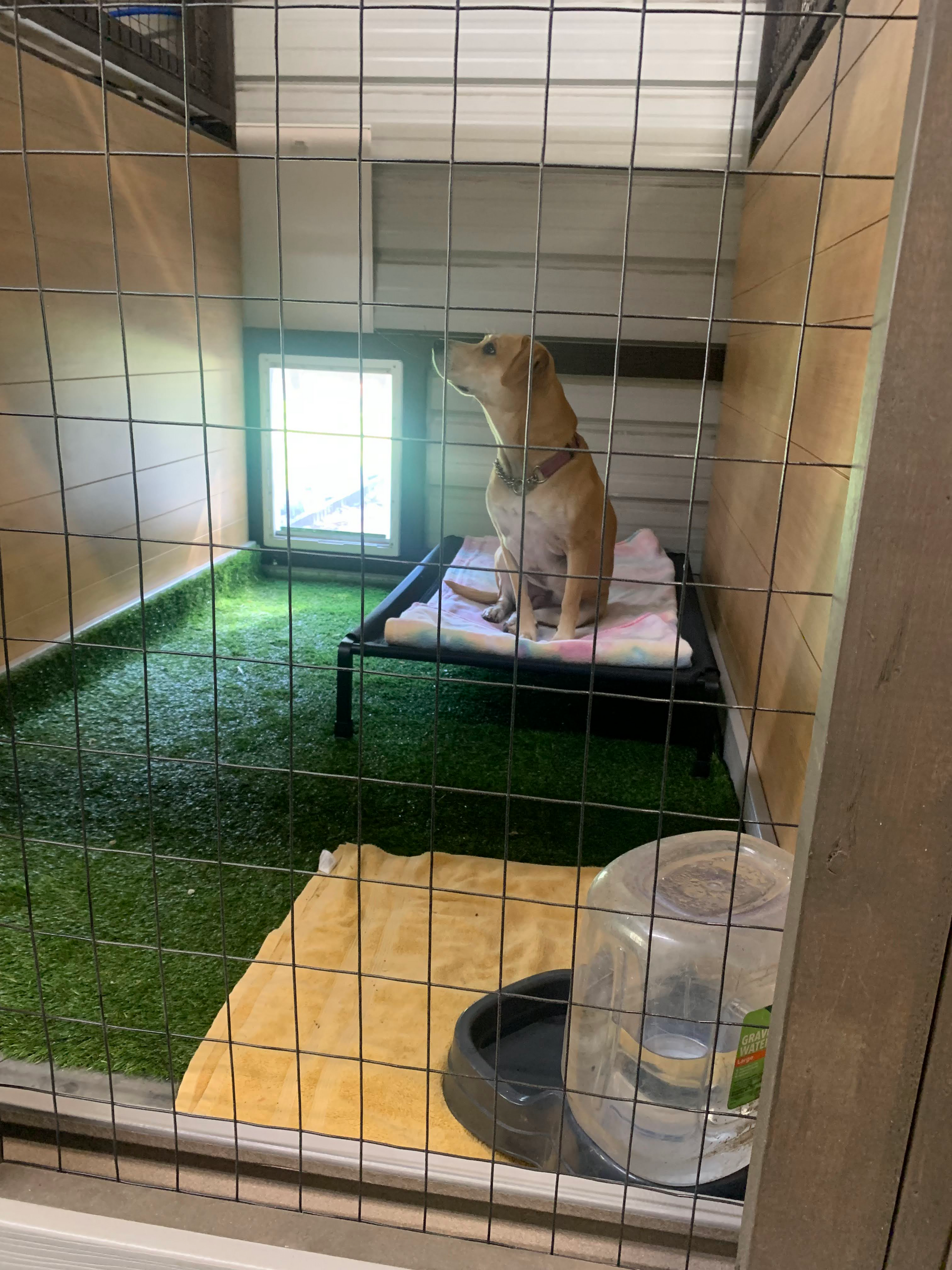 Dog in a Kennel, Central SC