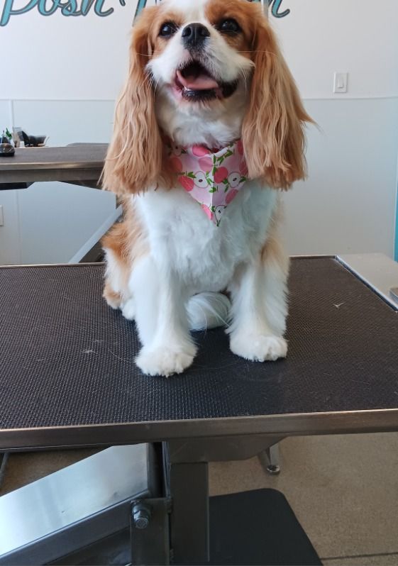 Cavalier King Charles Spaniel dog wearing a pink floral bandana, sitting on grooming table, smiling.