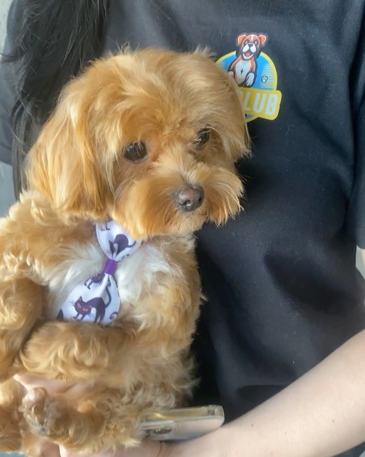 Brown, curly-haired dog held by person. Dog wears a patterned bow tie and looks at the viewer.