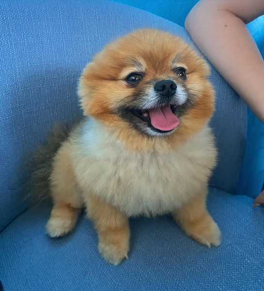 Smiling Pomeranian with golden fur sitting on a blue surface.