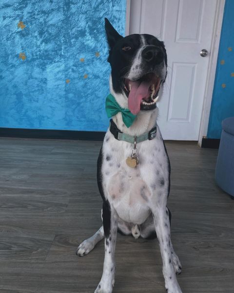 Black and white spotted dog wearing a green bow tie, panting and sitting in a room with a blue wall.