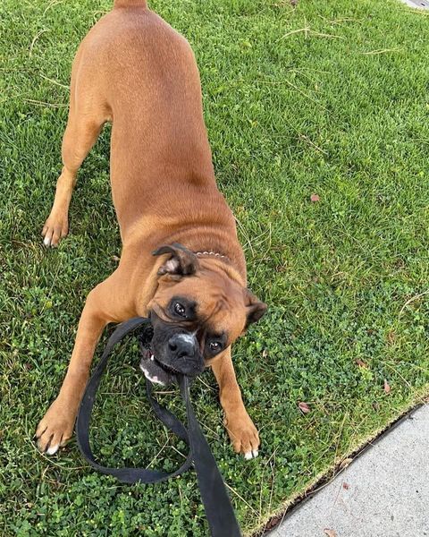 Boxer dog with brown fur, playfully chewing on a black leash on a grassy lawn.