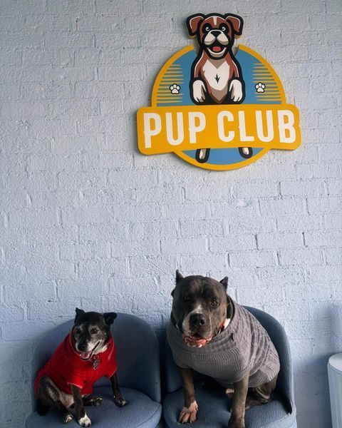 Two dogs in sweaters sit under a 