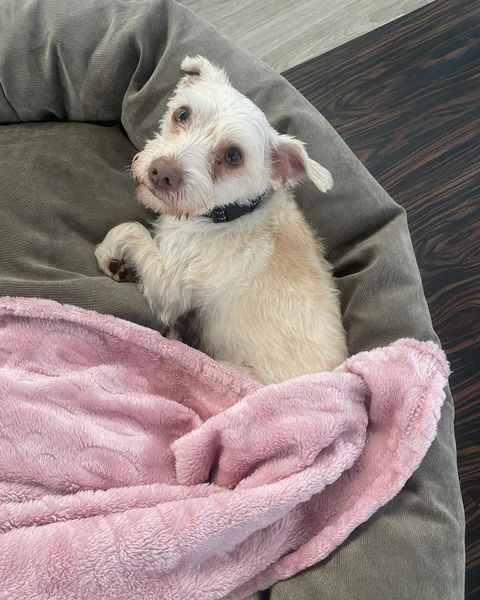 White dog in a gray bed, with a pink blanket, looking at the viewer.