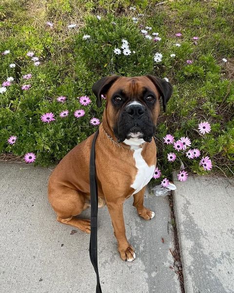 Brown and white Boxer dog sitting on a sidewalk next to a bed of pink and white flowers.