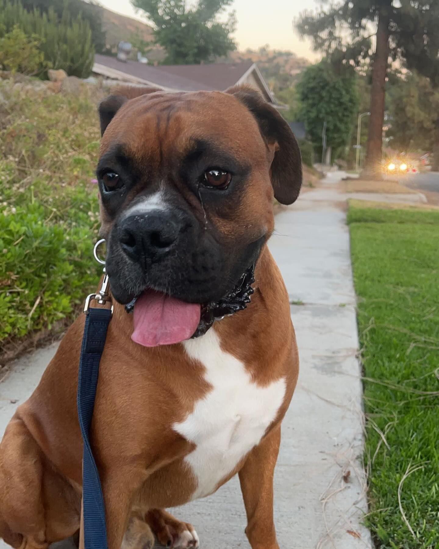 Brown Boxer dog with white chest panting on a sidewalk with leash.