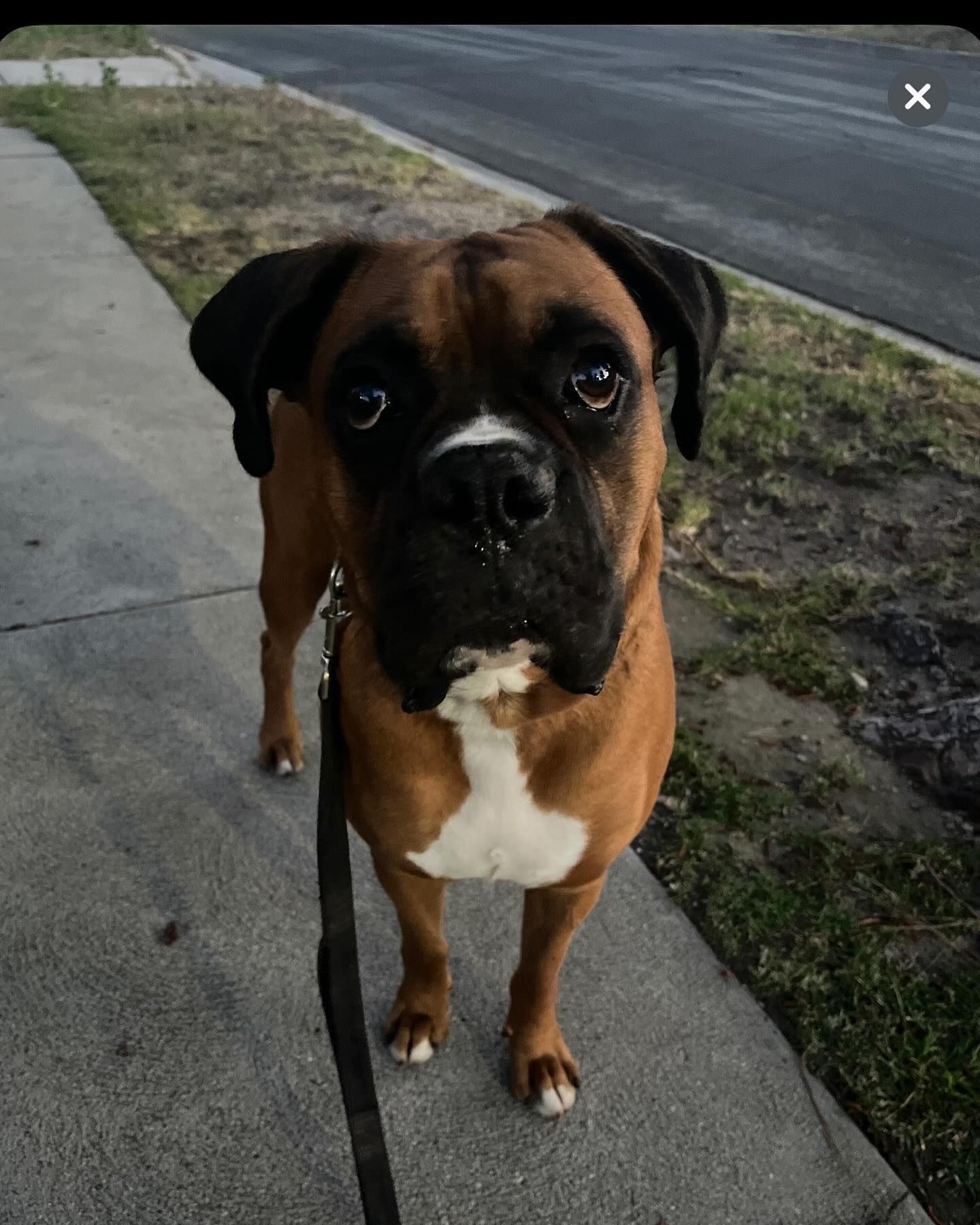 Boxer dog with brown and white fur on a sidewalk, gazing directly at the camera.