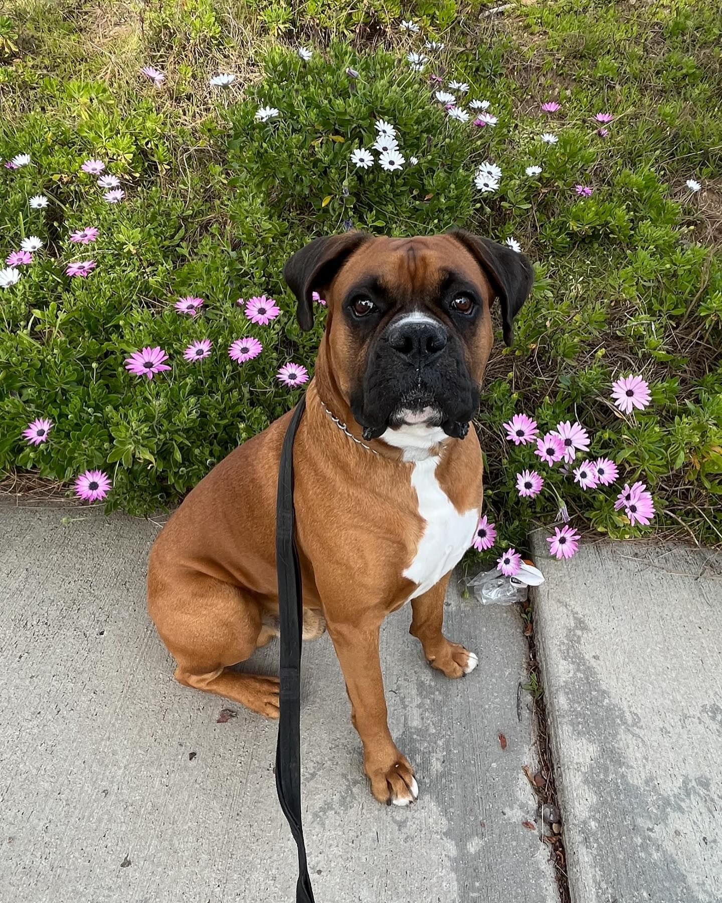 Brown boxer dog sits on a sidewalk in front of purple and white flowers, leash visible.
