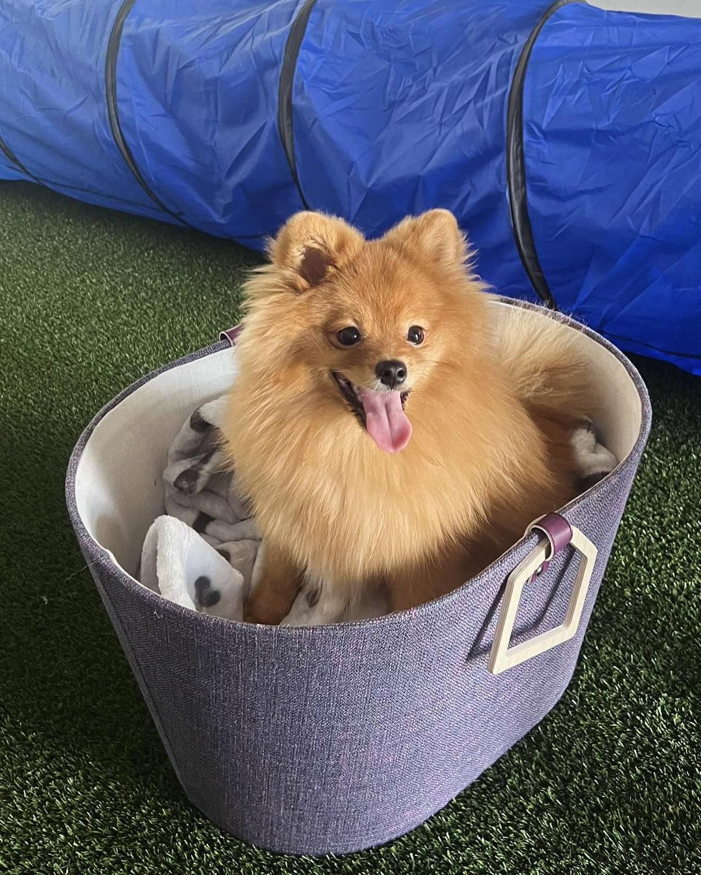 Beige-colored dog sitting on a fluffy gray dog bed with a blue blanket.