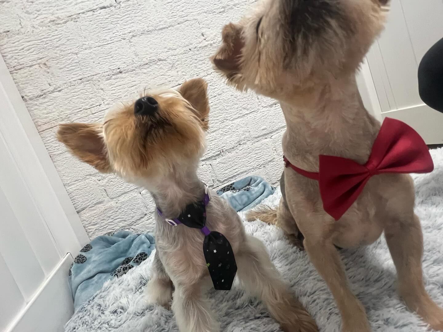 Two small dogs wearing bow ties, one purple, one red, sitting on a fluffy blanket.