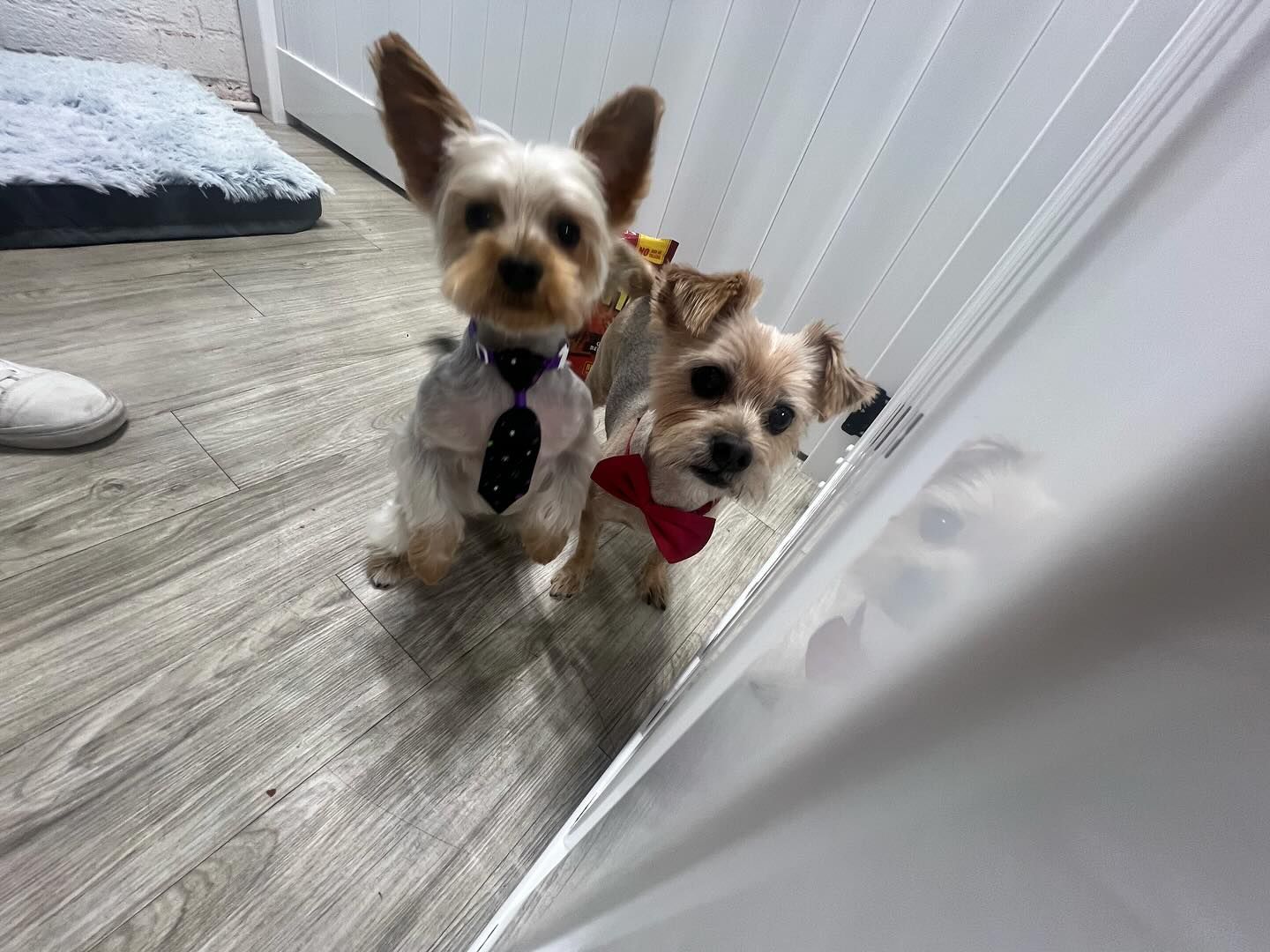 Two Yorkshire Terriers wearing formal attire, one with a black tie, the other with a red bow tie.