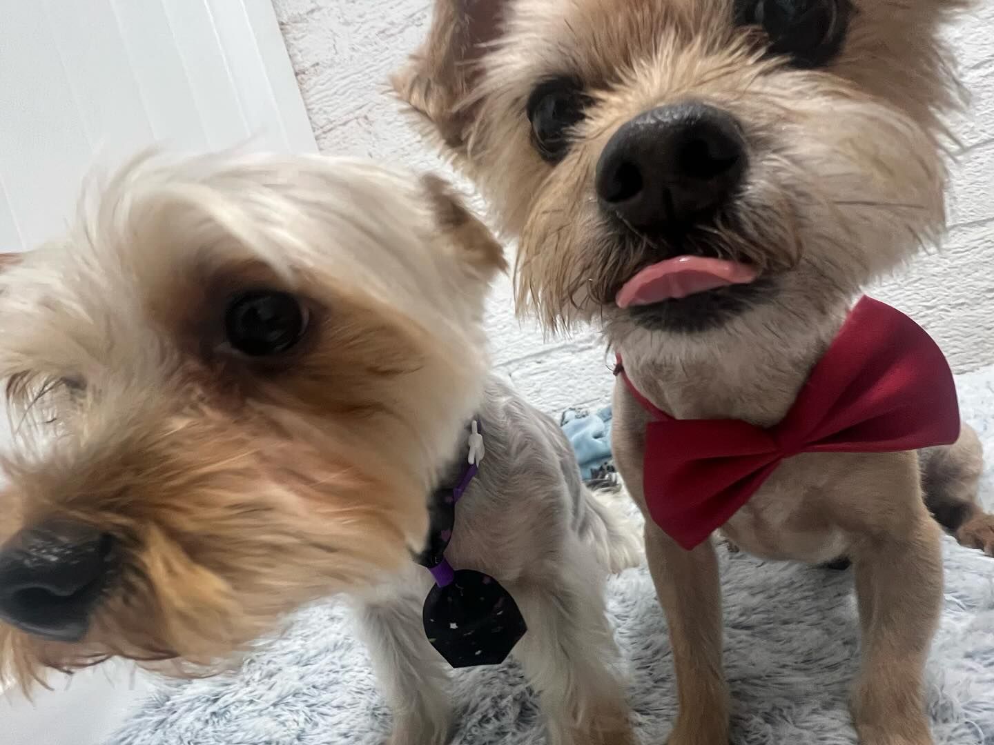 Two small dogs, one with tongue out, wearing bow tie, in front of a white brick wall.