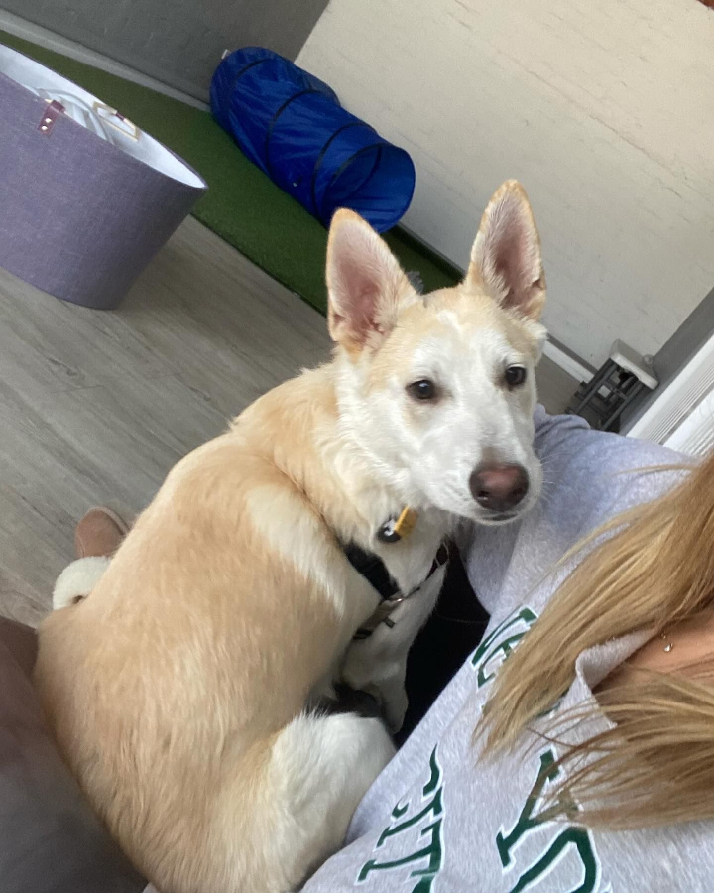 Cream-colored dog with upright ears nestled against a person's chest, looking toward the camera.