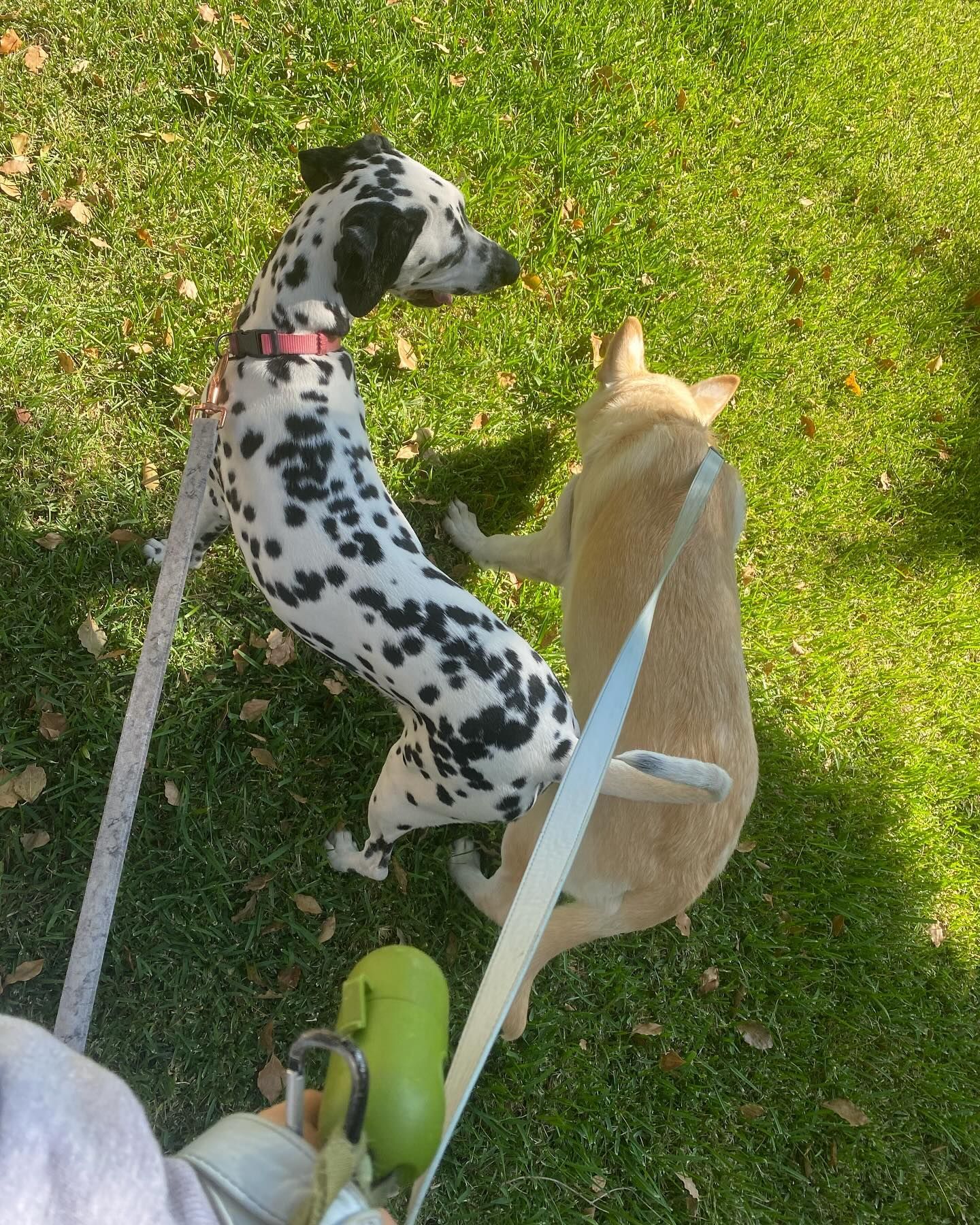 Dalmatian dog stands on hind legs, looking up at tan dog on green grass. Both on leashes.