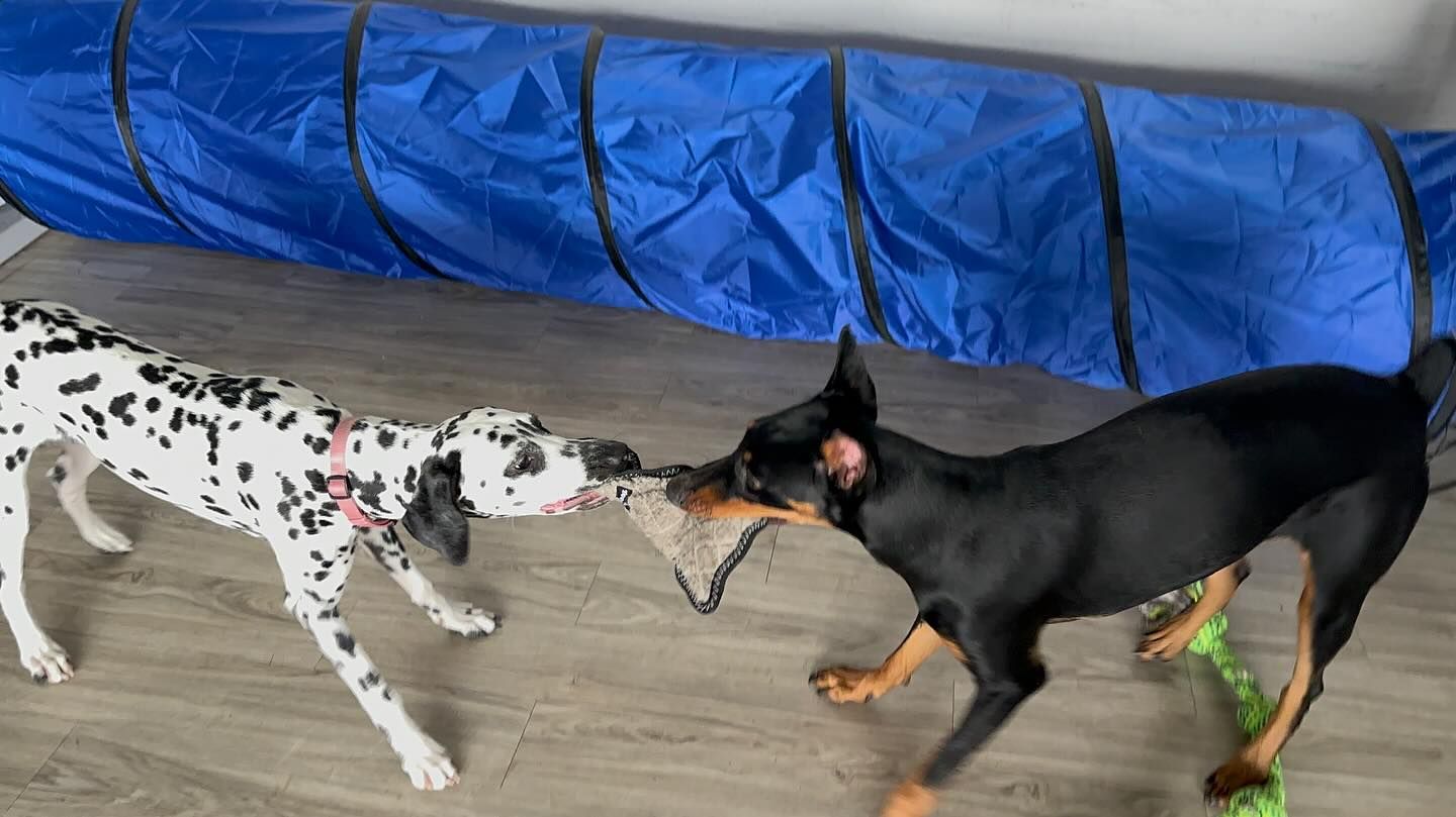 Dalmatian and black and tan dog tugging on a toy in front of a blue tunnel.