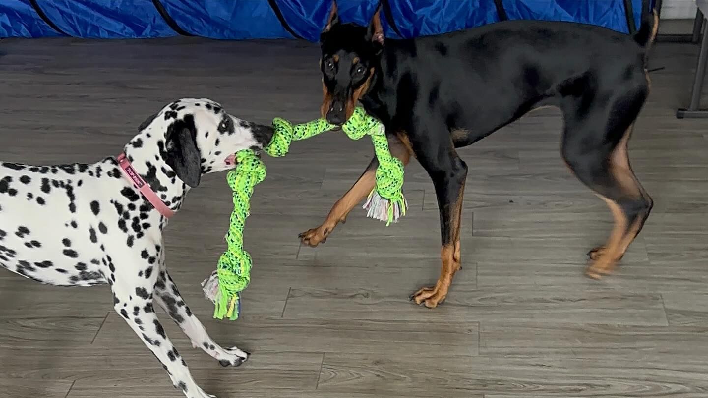Cavalier King Charles Spaniel dog wearing a floral bandana, sitting on a grooming table, smiling with a pink tongue.