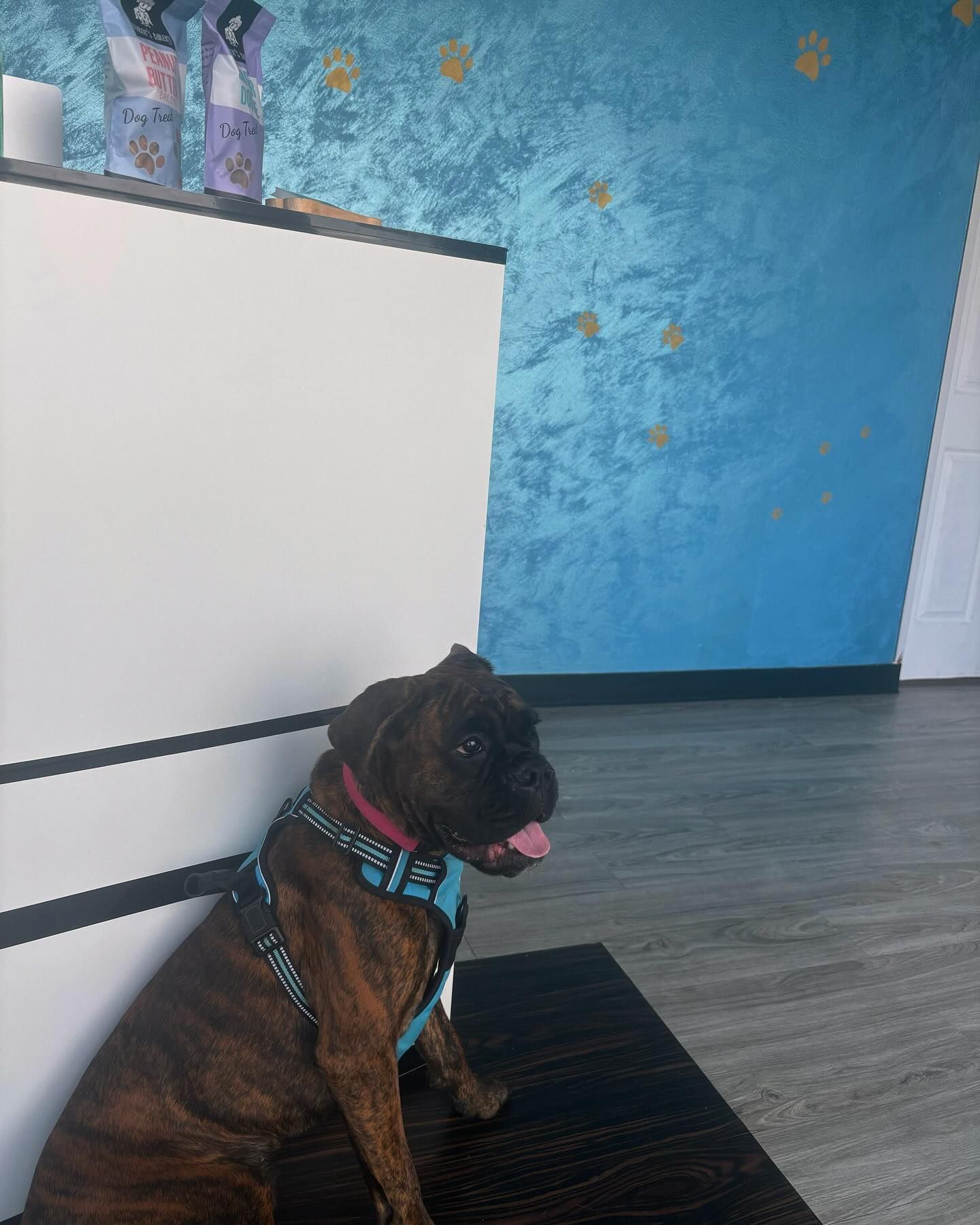 Brindle Boxer dog wearing a blue harness sits against a white wall; blue textured wall with gold accents in background.