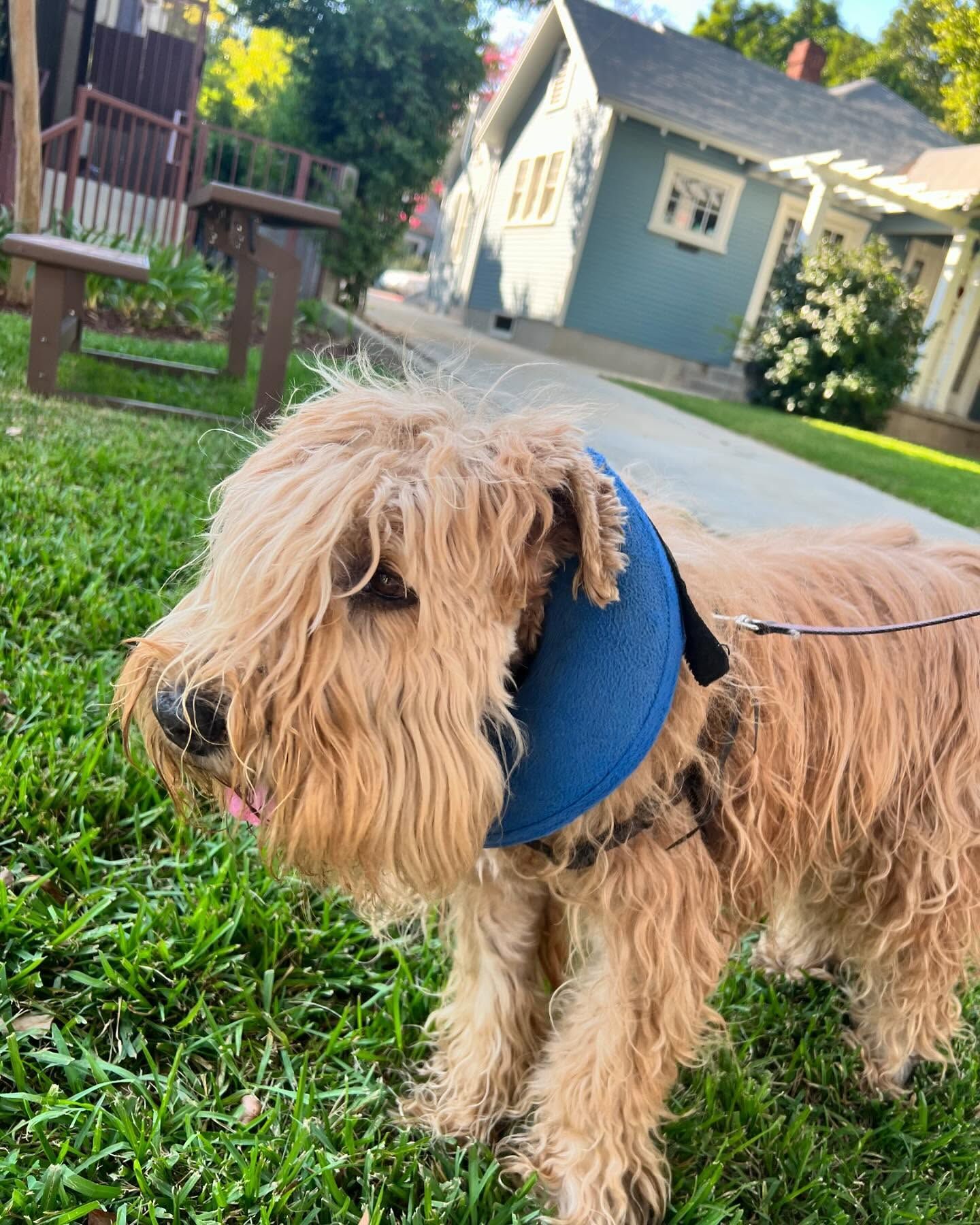 A fluffy brown dog with a blue collar, standing on grass near a sidewalk and houses.