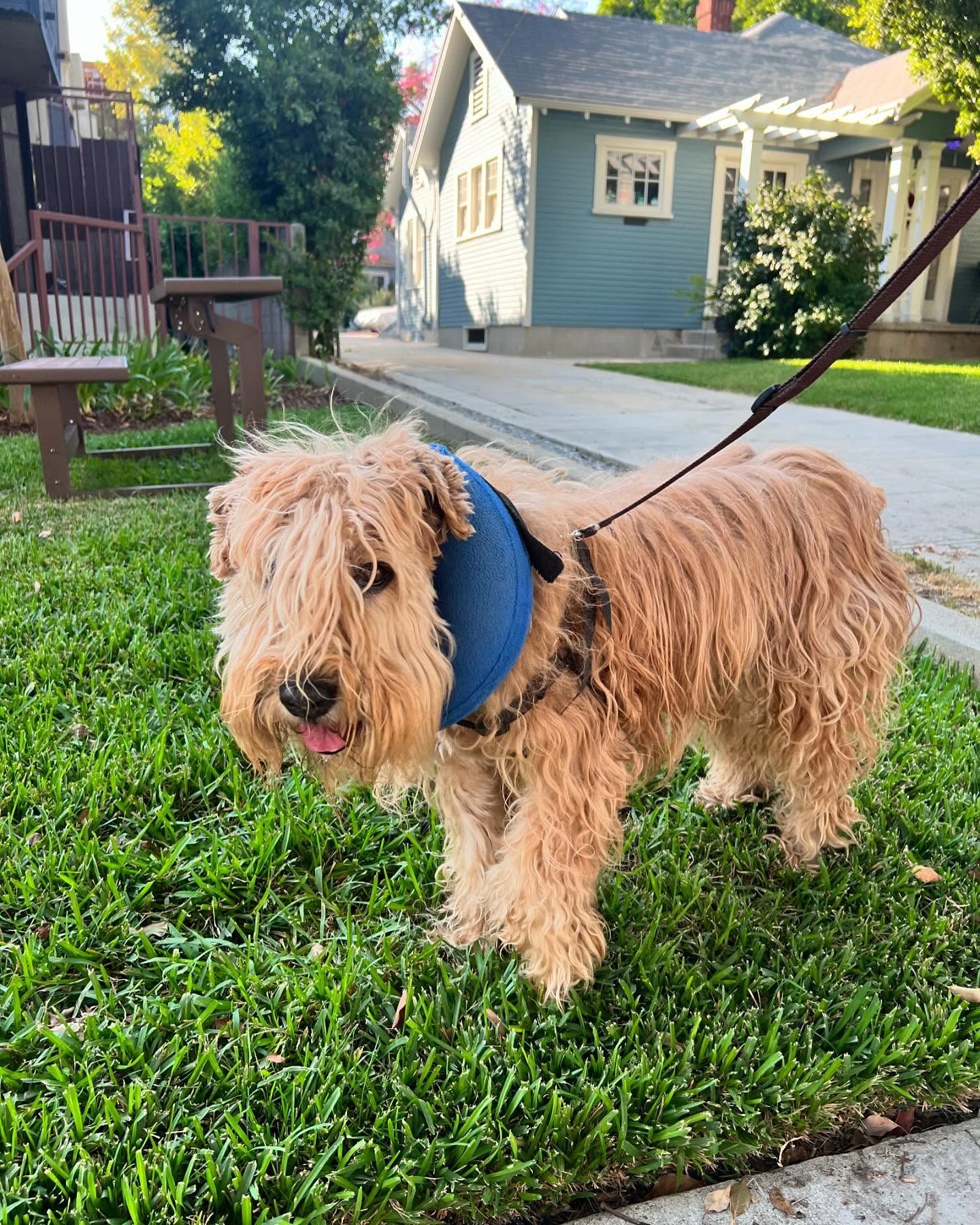 Dog on leash, standing on grass. It has long, shaggy, tan fur and is wearing a blue harness. Houses in background.