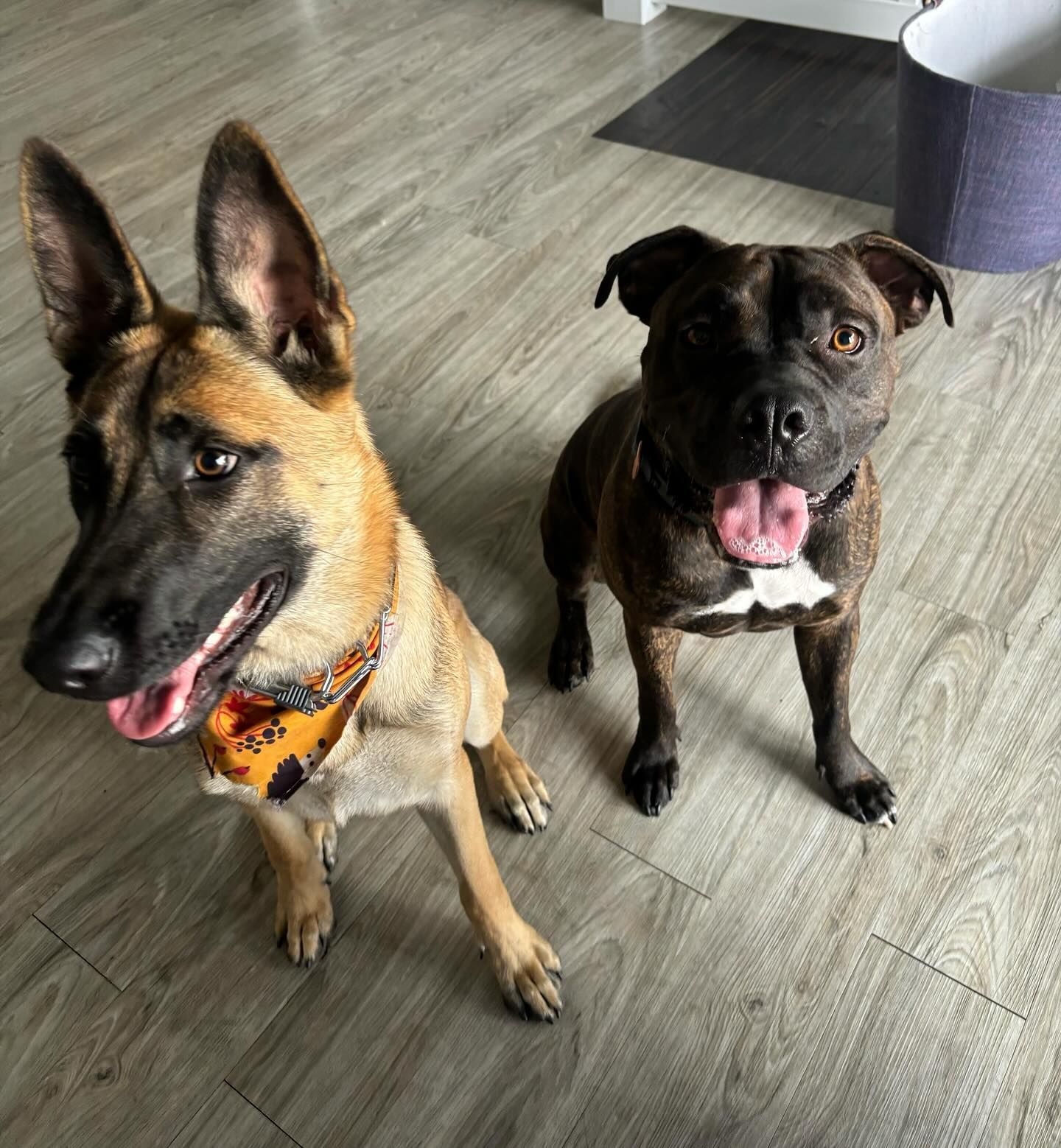 Two dogs sit on a wooden floor: a tan and black German Shepherd type with a bandana and a brown Staffie, both panting.