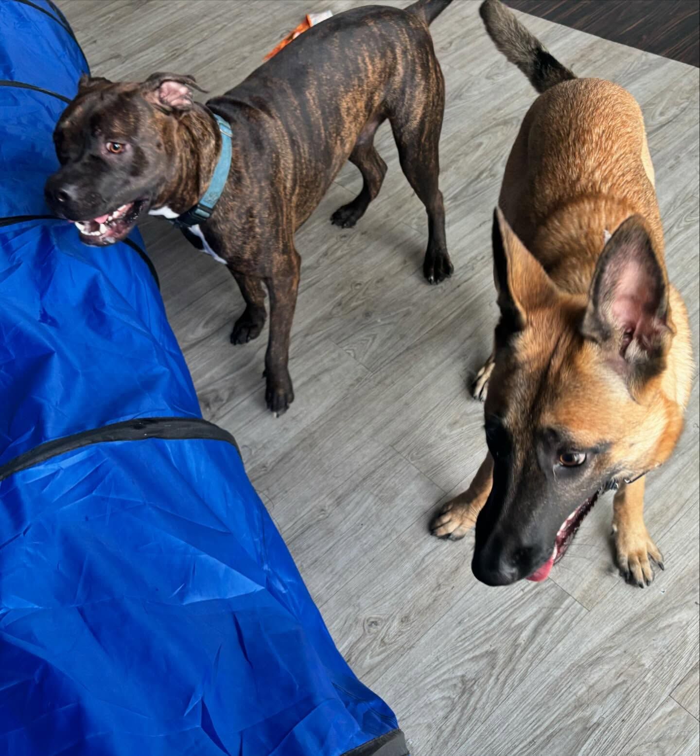 Two dogs: brindle and tan, near a blue tunnel, looking at the camera.