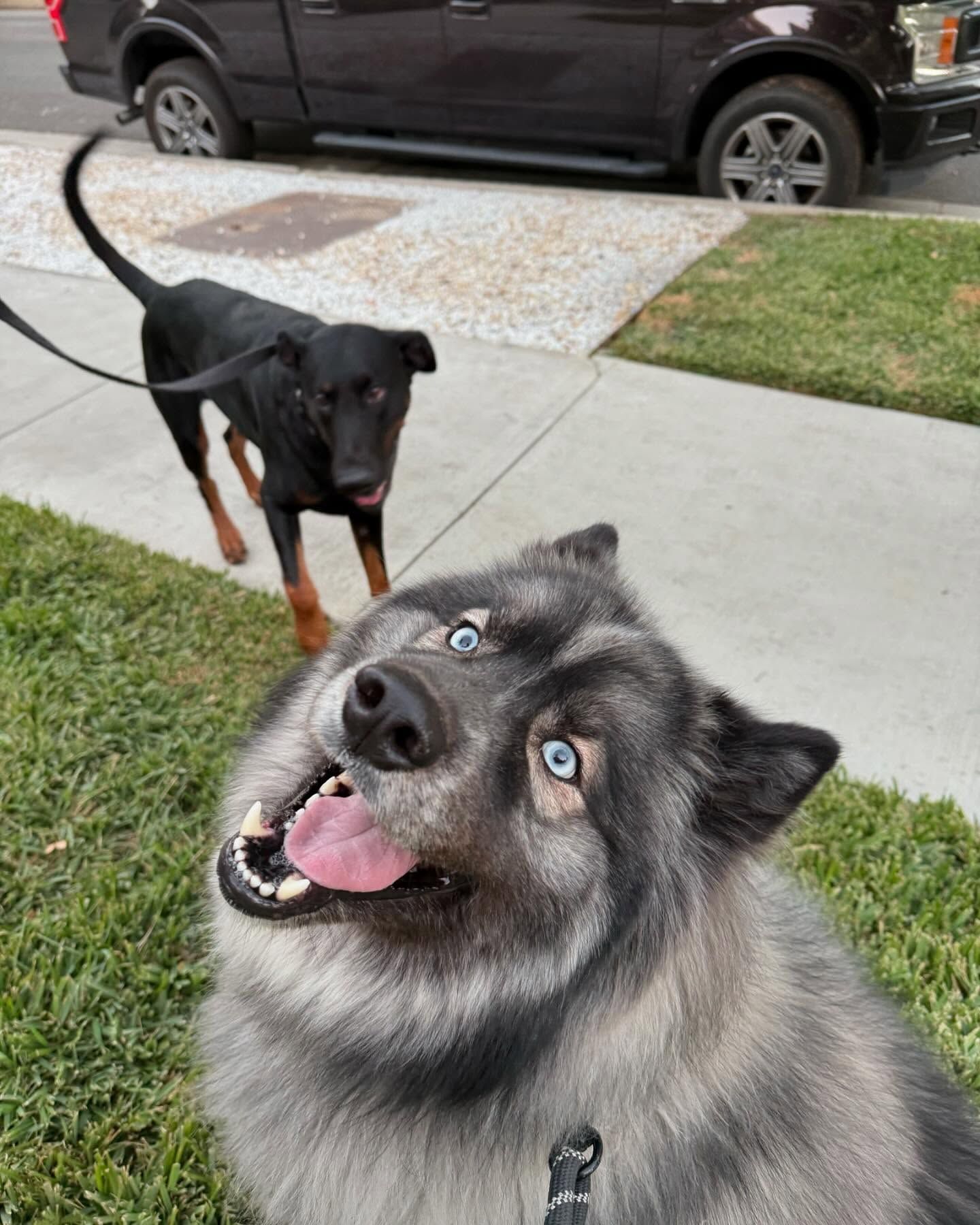 Two dogs on leashes outdoors; one gray with blue eyes, smiling at the camera, the other black.