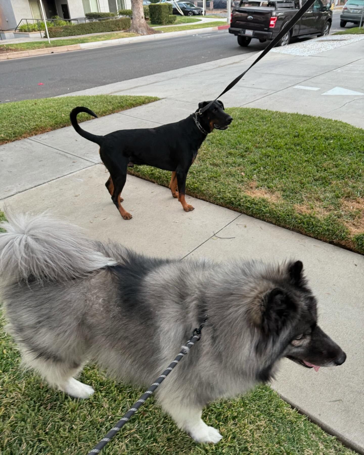 Two dogs on leashes on a sidewalk: a black and tan dog, and a fluffy gray and white dog.