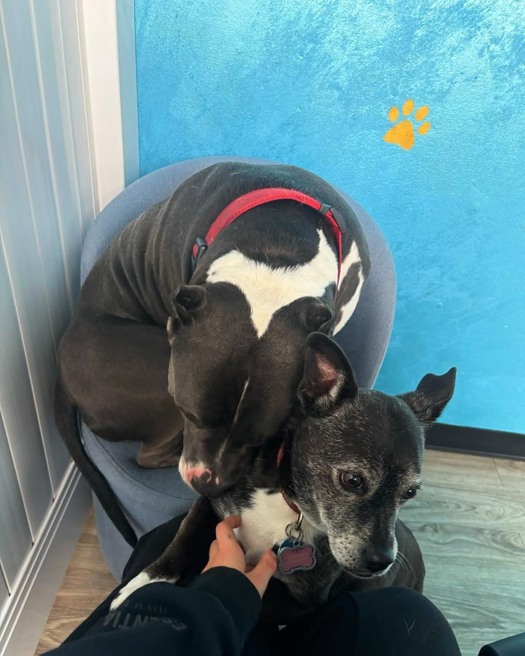 Two dogs snuggled together, one gray and white, the other black. A person pets the gray dog. Blue wall in the background.