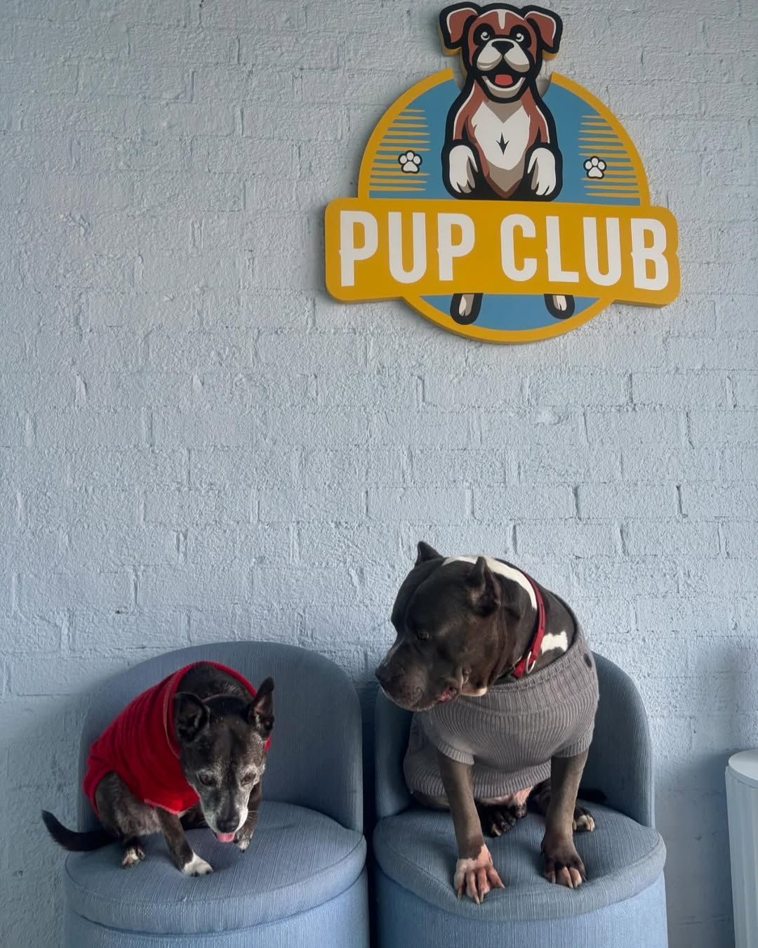 Two dogs wearing sweaters sit on blue chairs under a 