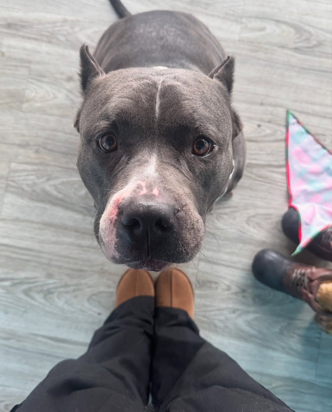 Gray pit bull looking up at the camera, with person's feet in foreground.