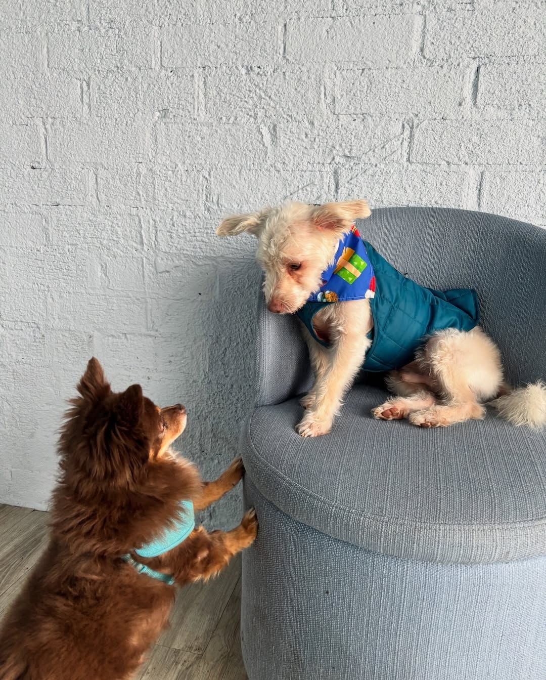 Two small dogs: one brown looking up, the other white wearing a blue jacket, sitting on a blue chair, looking down.