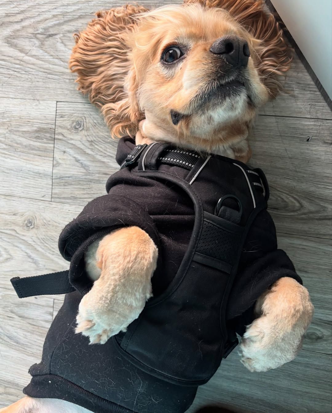Cocker spaniel wearing a black jacket, lying on its back, looking up with a hopeful expression.