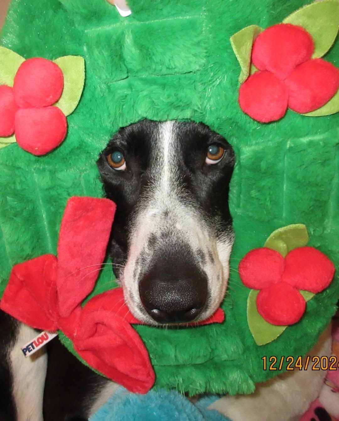 Dog wearing a green wreath with red berries and a bow; close-up view.
