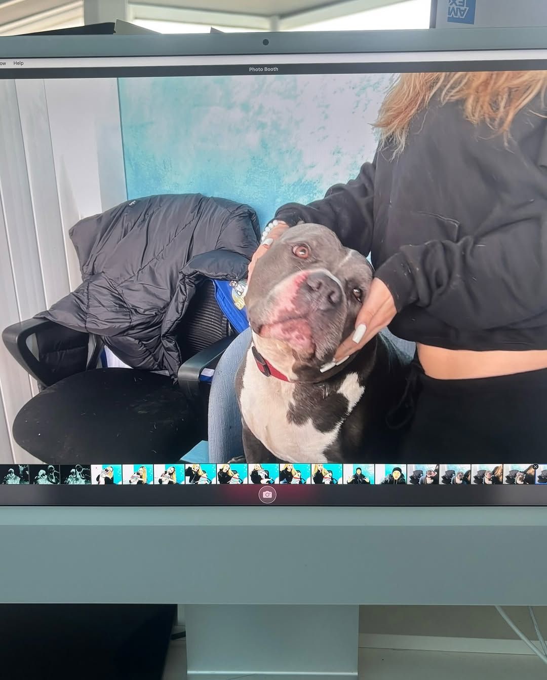 Dog being held by a person. The dog is gray and white, with a red collar. The person is wearing a black sweater.