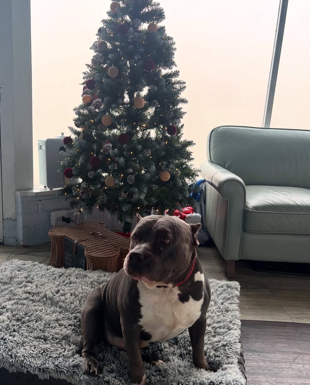 Dog sits on a rug near Christmas tree and couch. Dog is gray and white, with a red collar.
