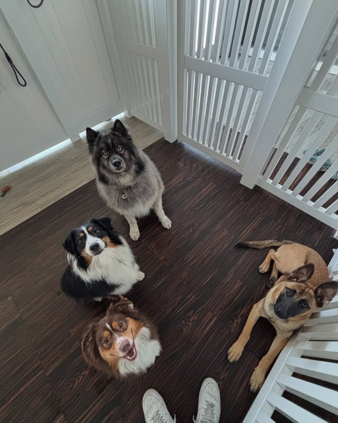 Four dogs looking up at the camera. Brown, black, and gray fur. Wooden floor, white gated enclosure.