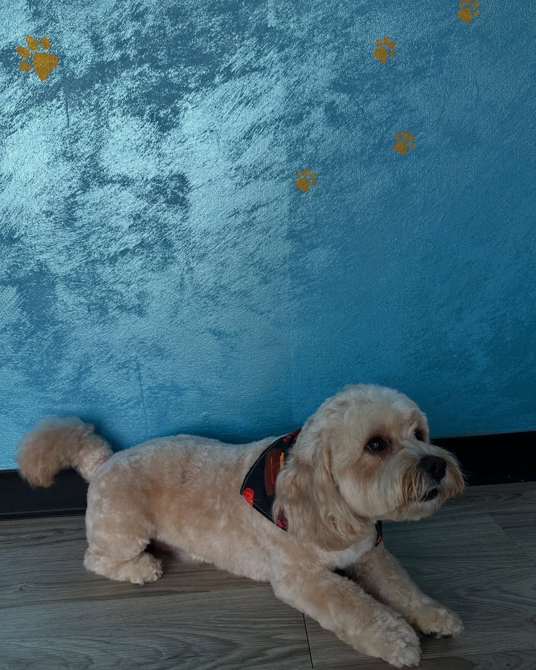 Tan dog with a fresh haircut lying down, wearing a bandana, against a blue wall with gold paw prints.