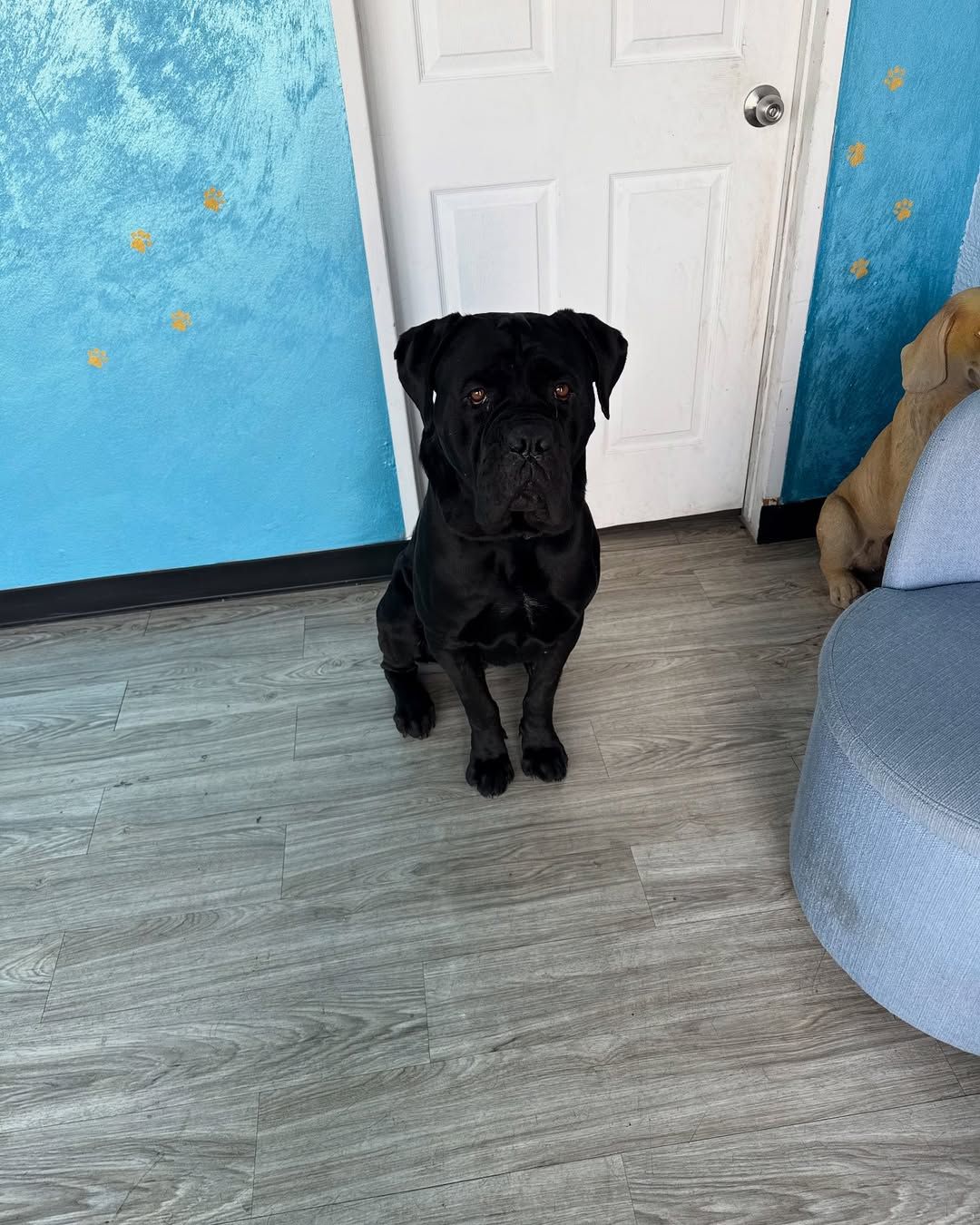 Black dog sitting in front of a white door on a gray floor. Blue wall with gold stars.