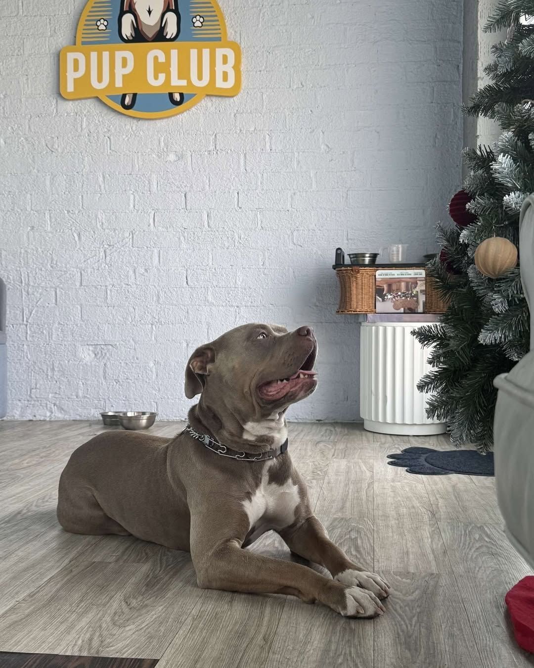 Dog, brown and white, lies on floor, looking up. 