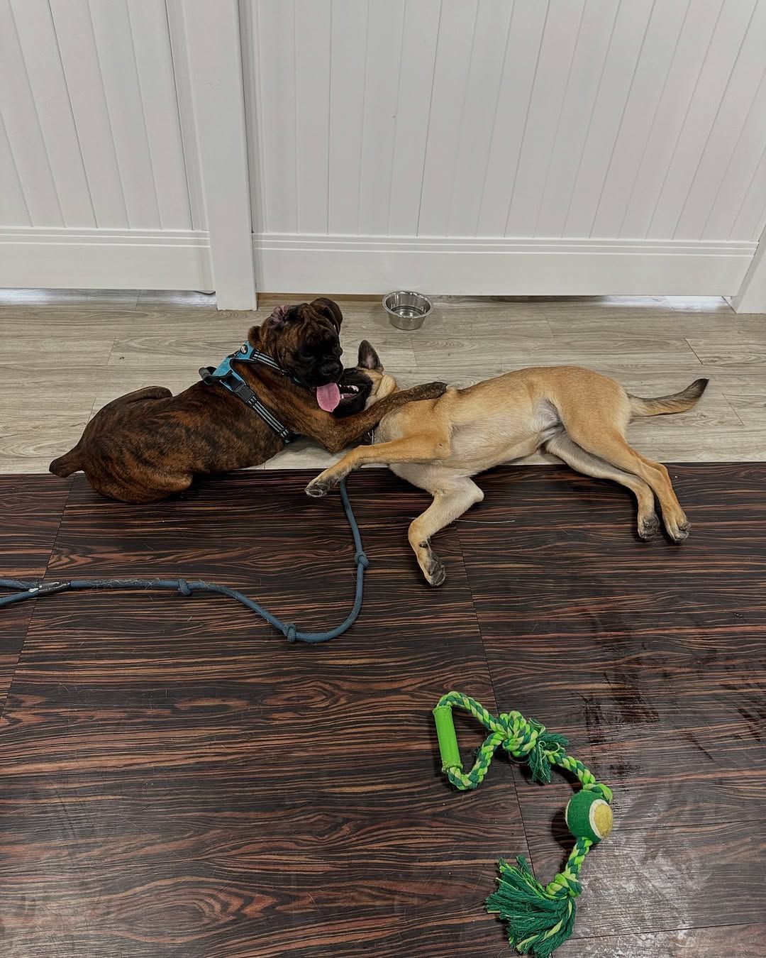 Two dogs playing indoors; one is brown, one is tan. A toy and leash lay nearby.