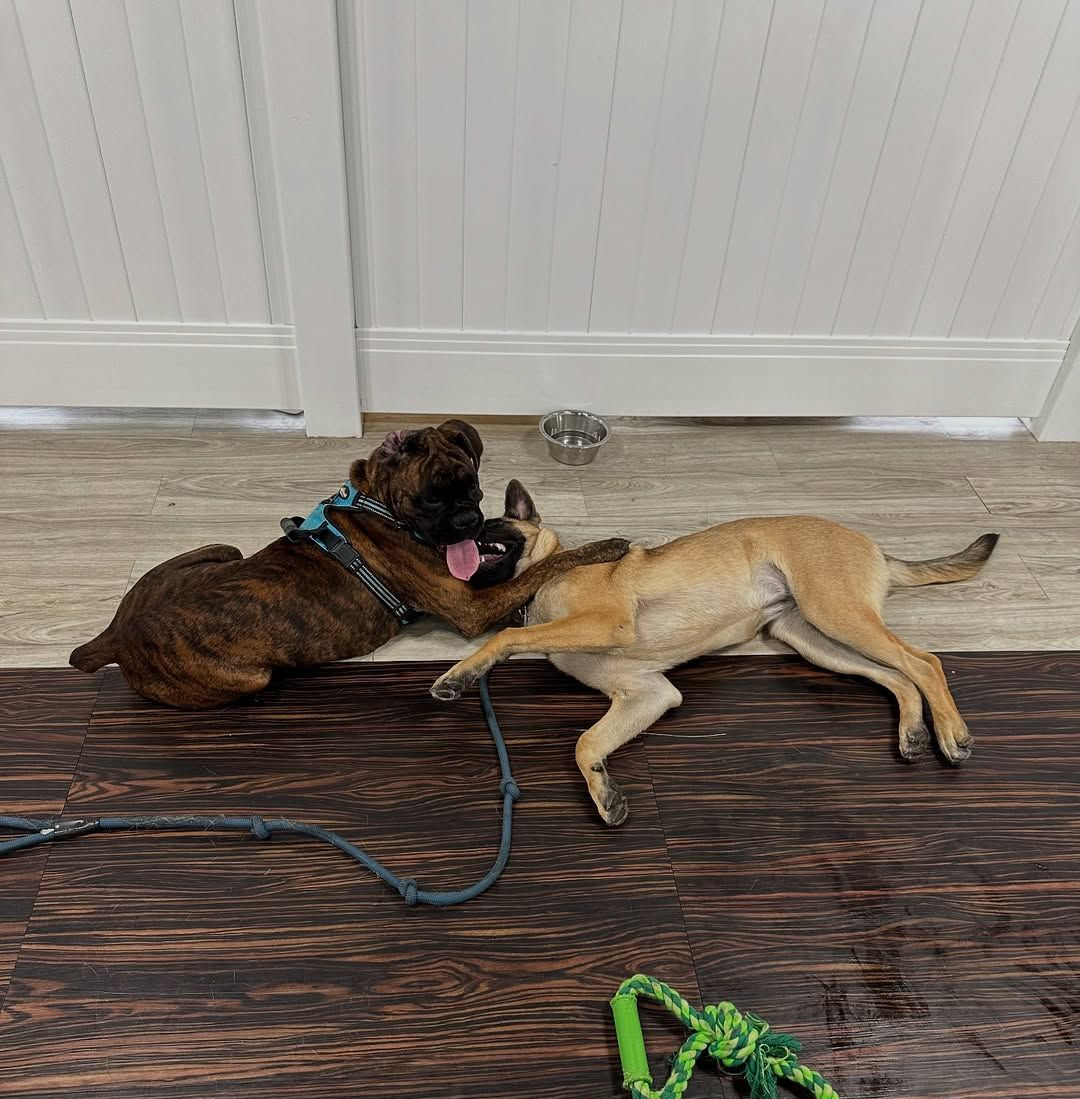 Two dogs playing on a wood floor. One brown brindle, one tan, with leashes.