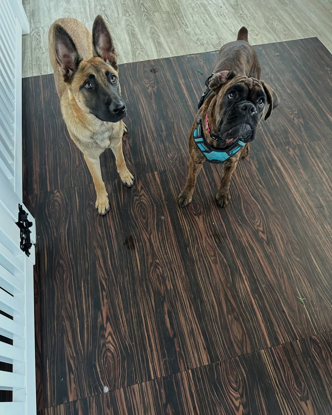 Two dogs looking up: tan Malinois and brindle bulldog wearing a turquoise collar on a wood-look floor.