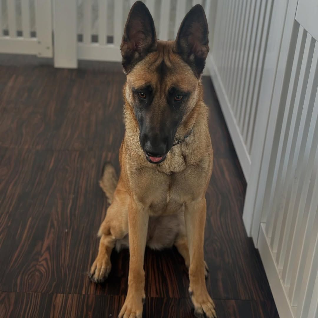 Tan and black dog sitting on a dark wood floor indoors, looking forward with tongue out.