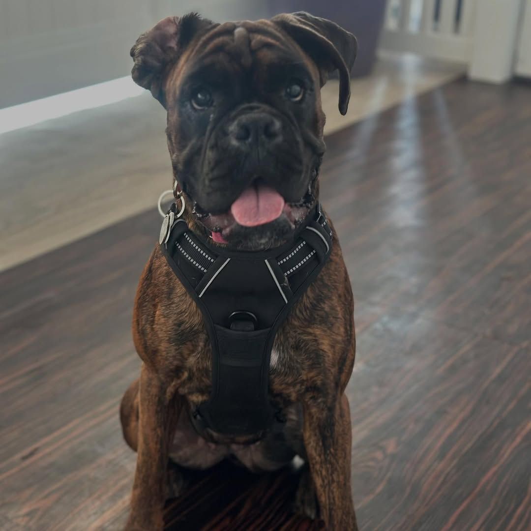 Brindle boxer dog wearing a harness, sitting with tongue out.